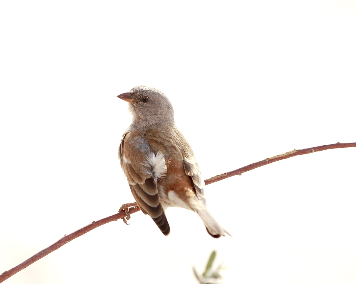 Mabuasahube - The Pecking Order - Image 18