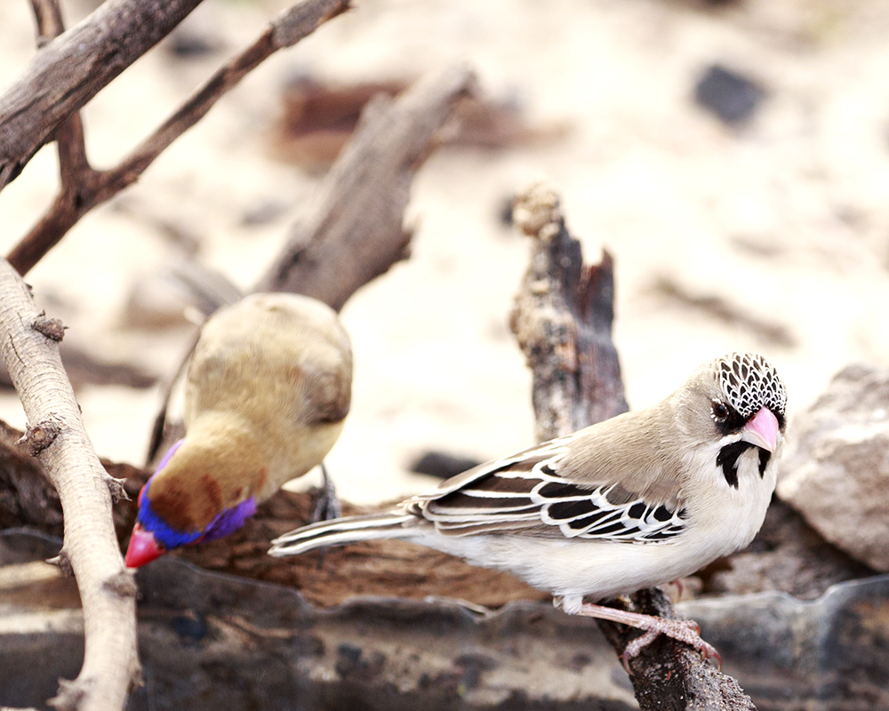 Mabuasahube - The Pecking Order - Image 19