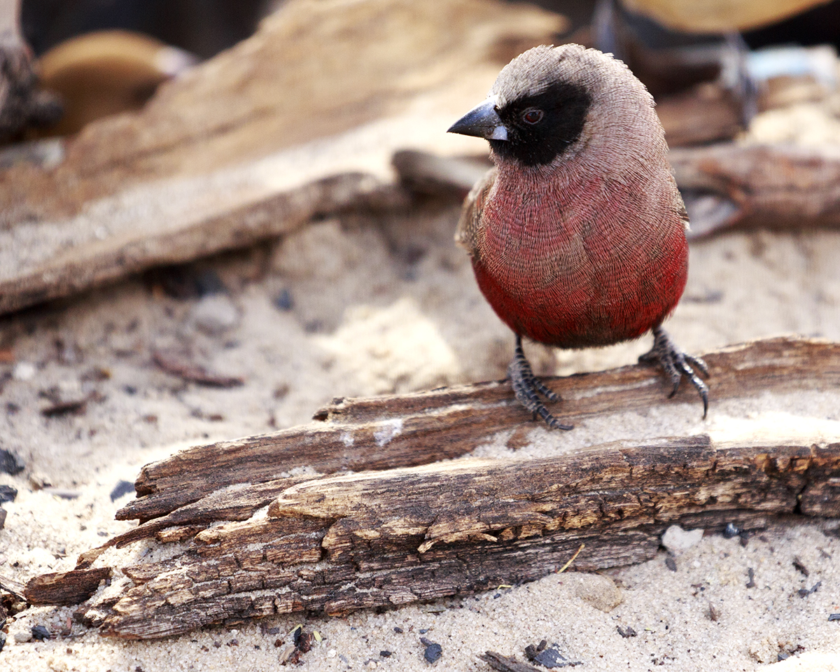 Mabuasahube - The Pecking Order - Image 20