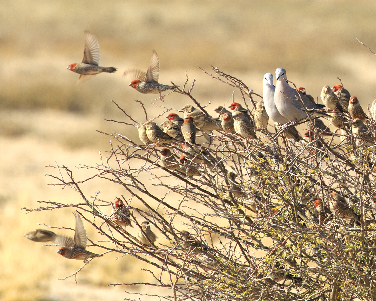 Mabuasahube - The Pecking Order - Image 27