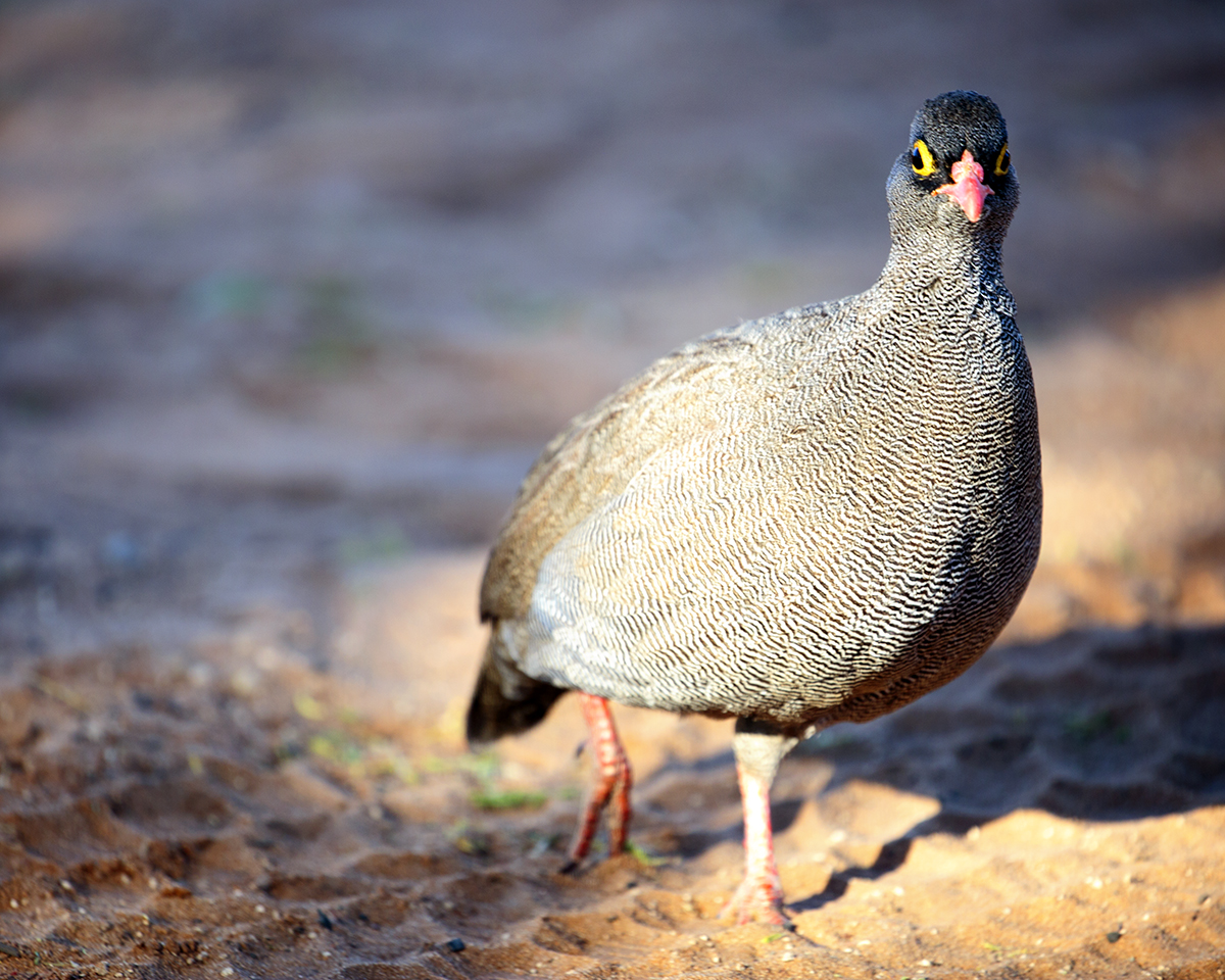 Mabuasahube - The Pecking Order - Image 32