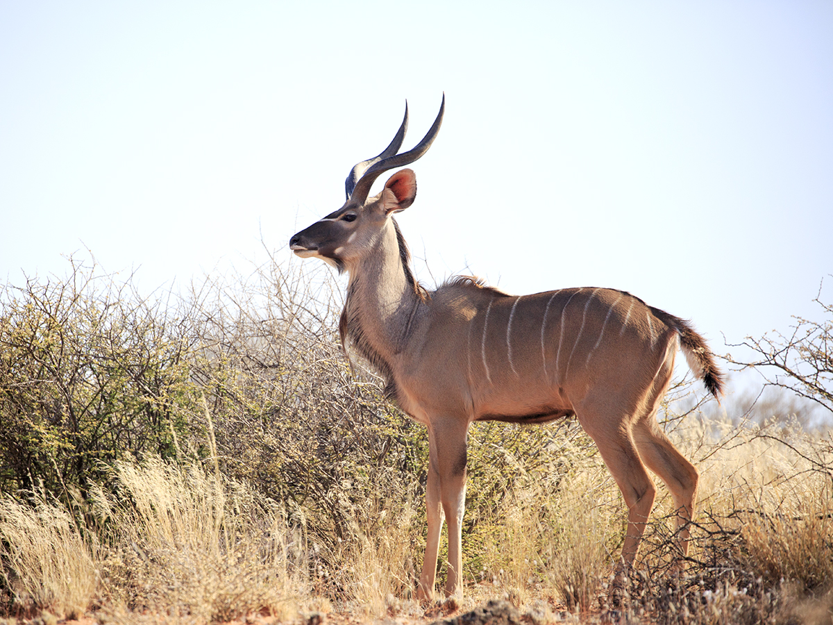 Mabuasahube - The Pecking Order - Image 33