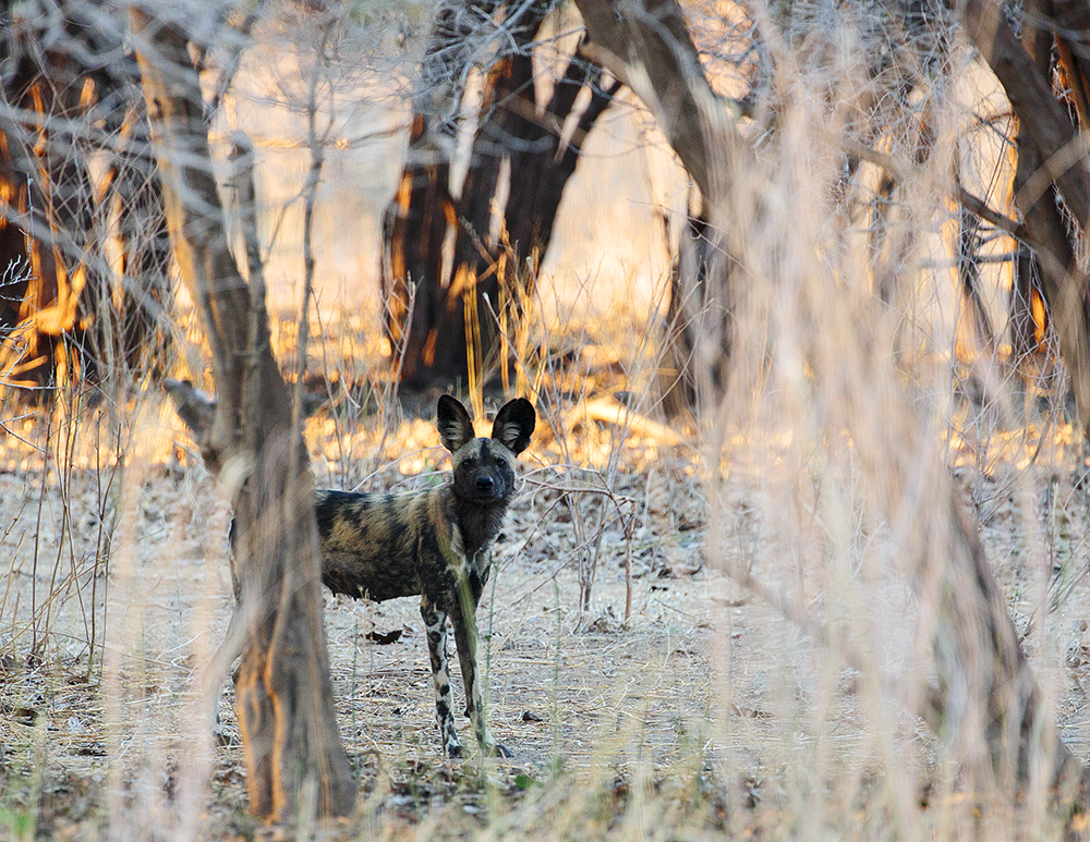 Mangwanani! Mana Pools - Image 10