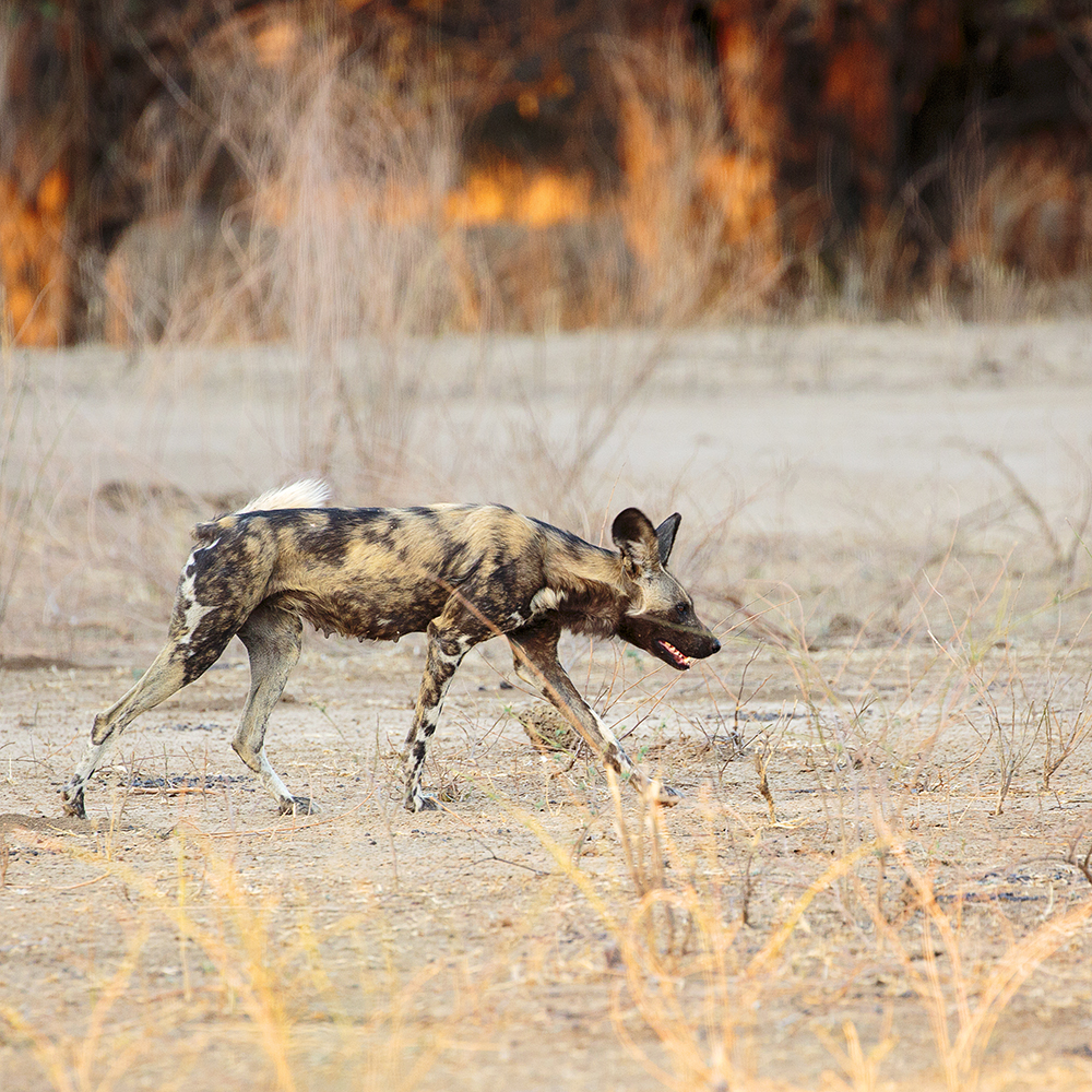 Mangwanani! Mana Pools - Image 11