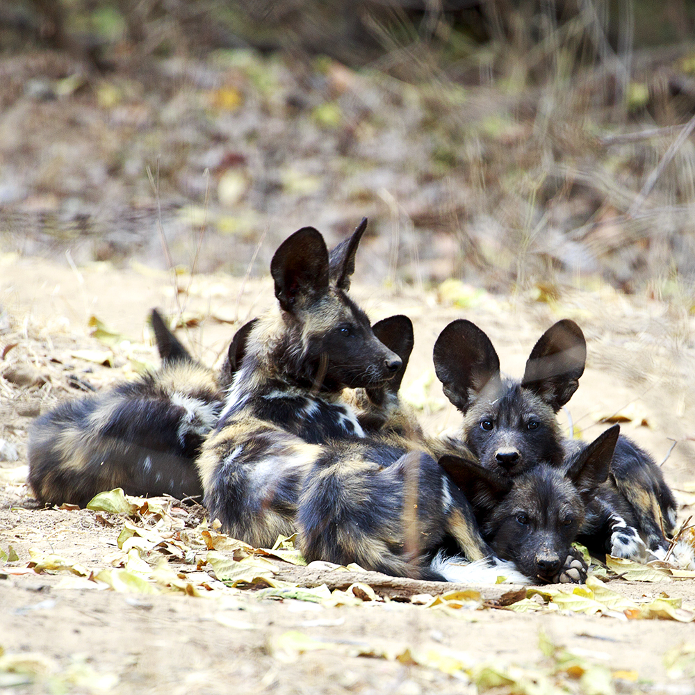 Mangwanani! Mana Pools - Image 12