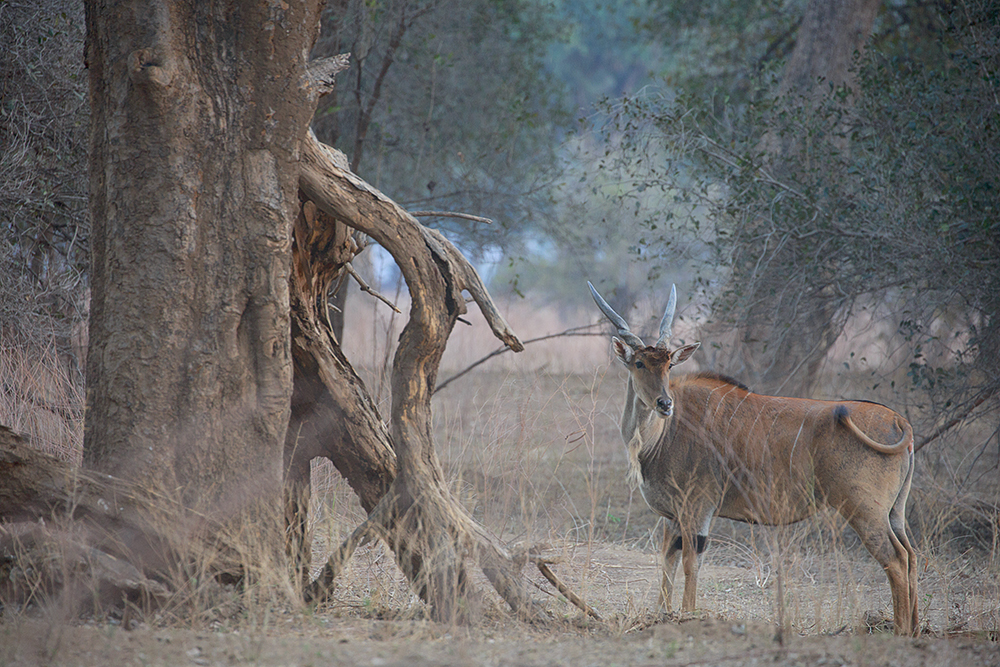 Mangwanani! Mana Pools - Image 15