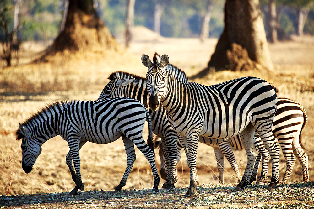 Mangwanani! Mana Pools - Image 16