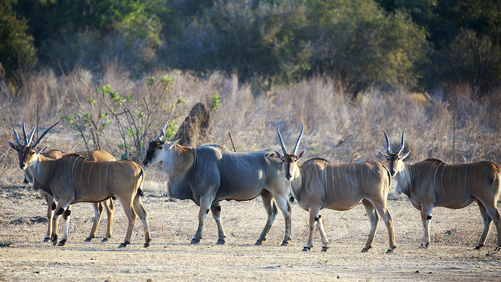 Mangwanani! Mana Pools - Image 17