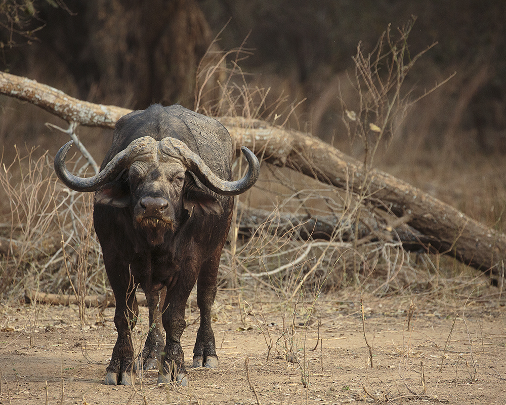 Mangwanani! Mana Pools - Image 18