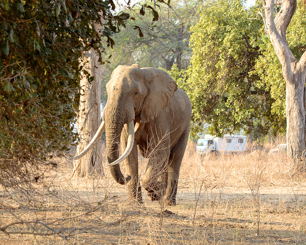 Mangwanani! Mana Pools - Image 21