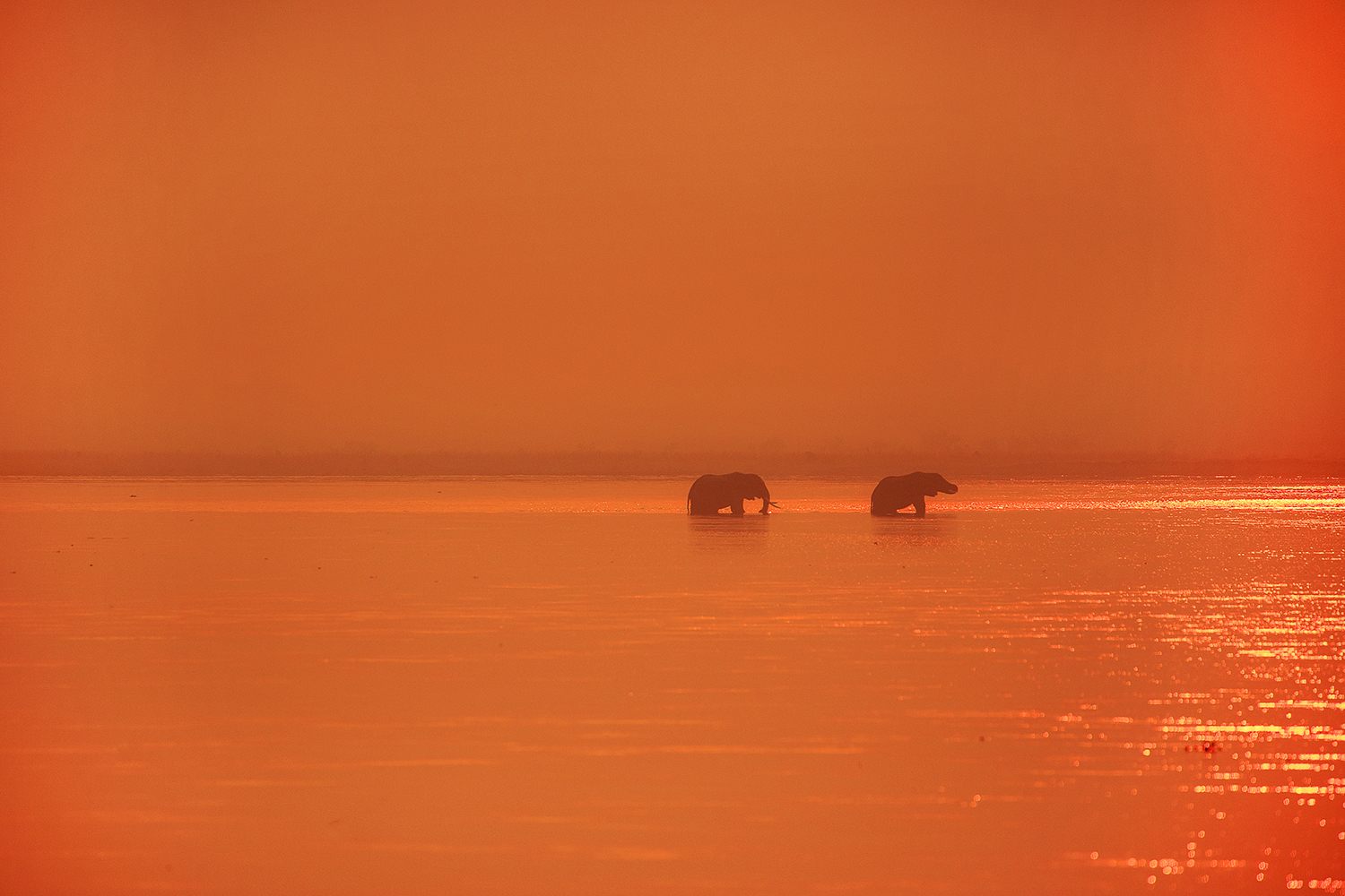 Mangwanani! Mana Pools - Image 26