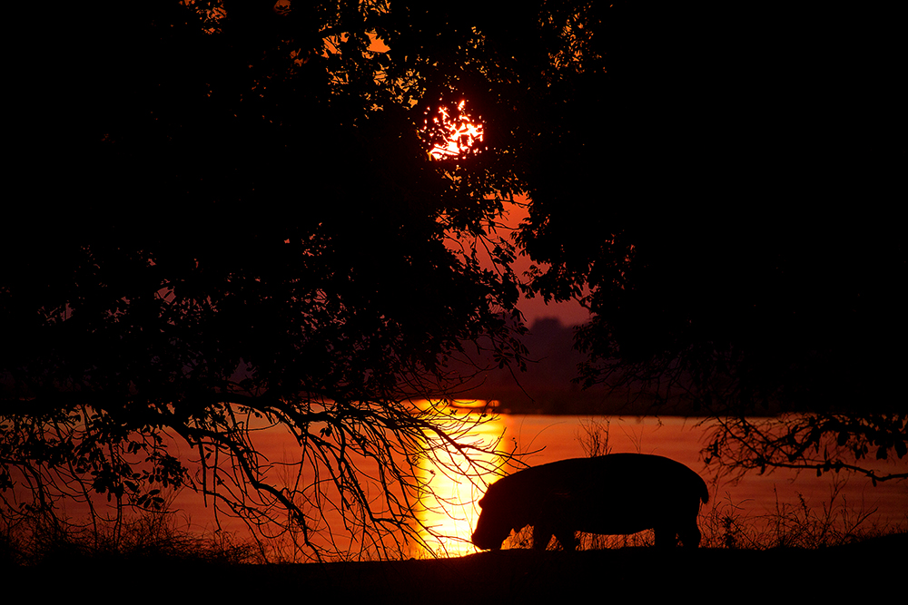Mangwanani! Mana Pools - Image 28