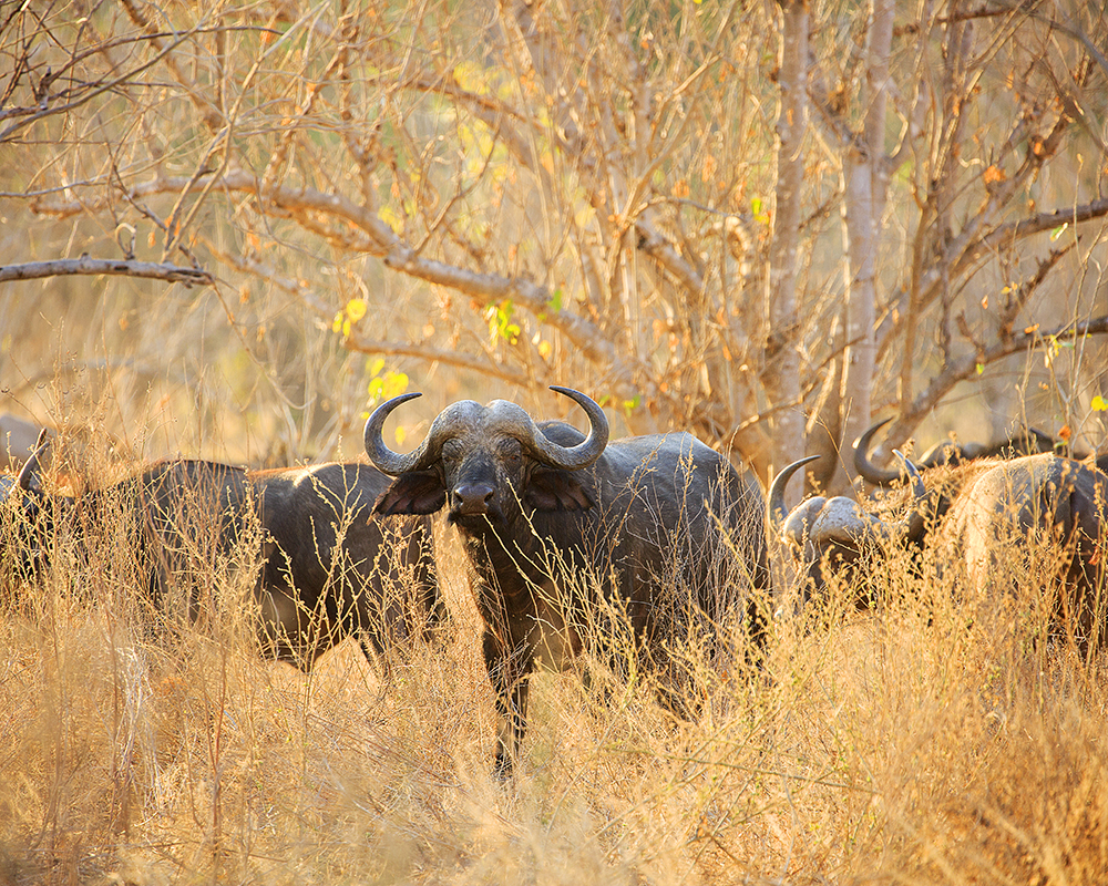 Mangwanani! Mana Pools - Image 29