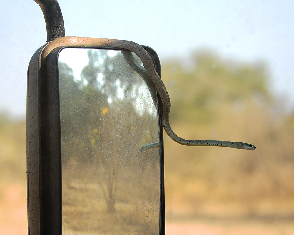 Mangwanani! Mana Pools - Image 3