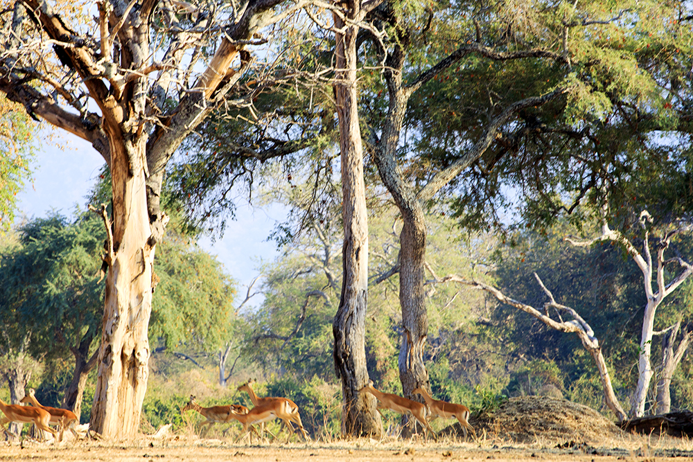 Mangwanani! Mana Pools - Image 33