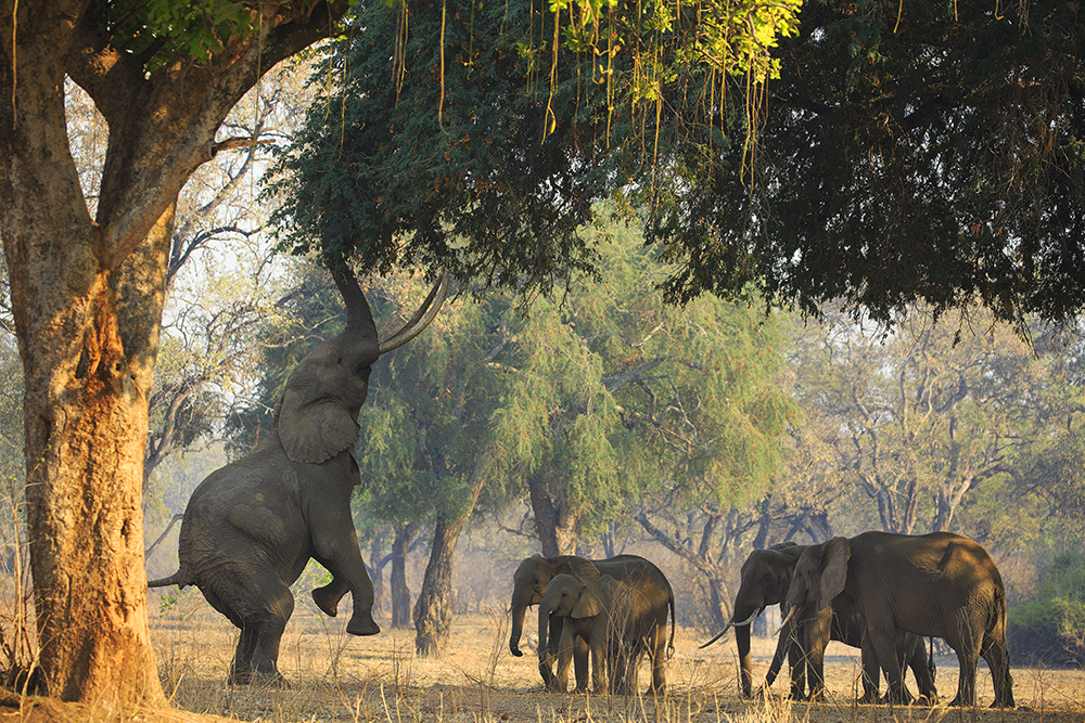 Mangwanani! Mana Pools - Image 36