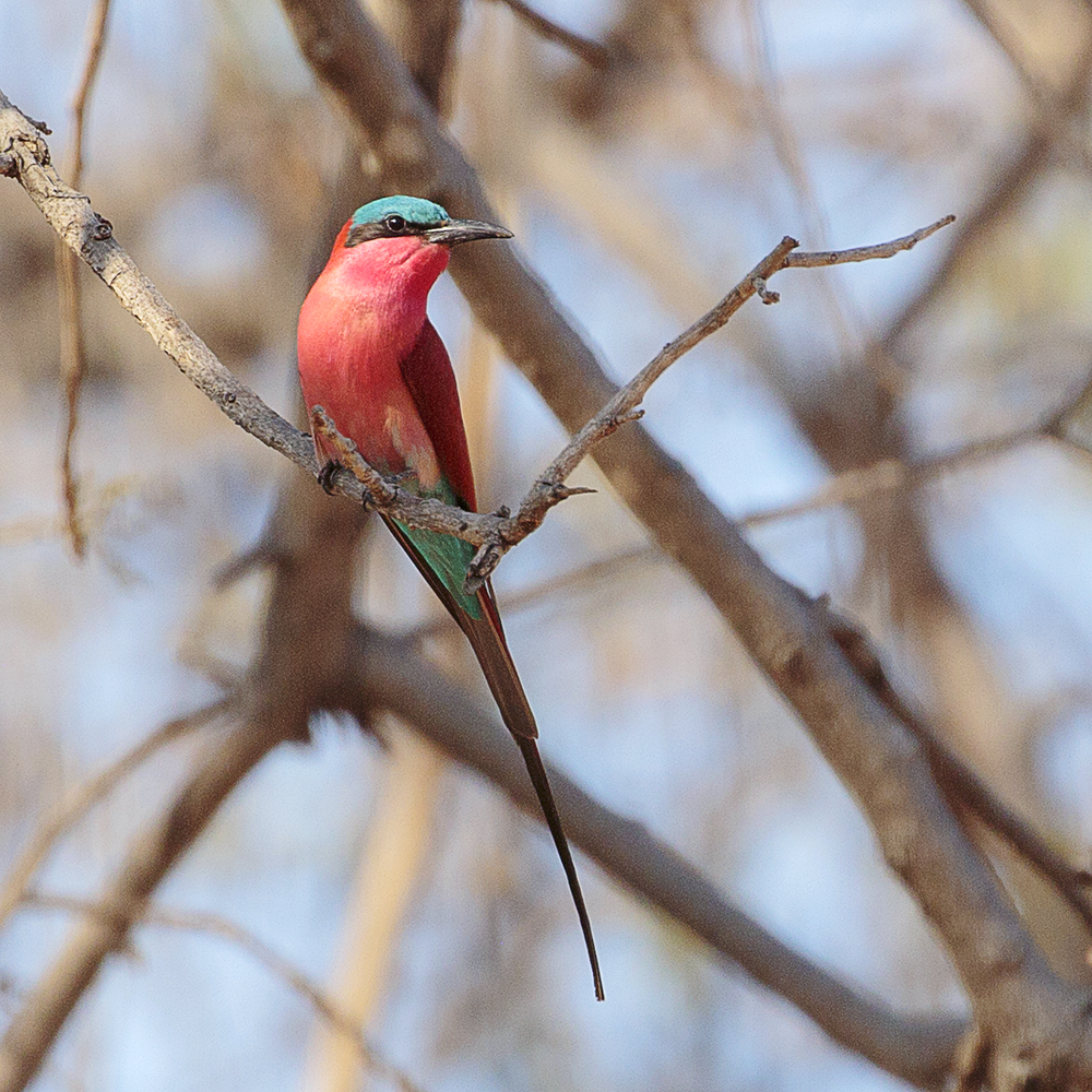 Mangwanani! Mana Pools - Image 45
