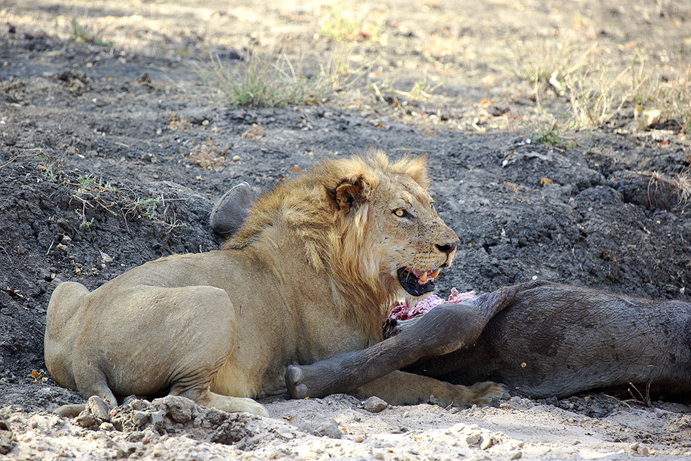 Mangwanani! Mana Pools - Image 54