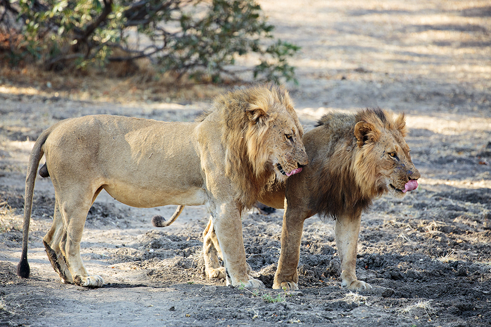 Mangwanani! Mana Pools - Image 55