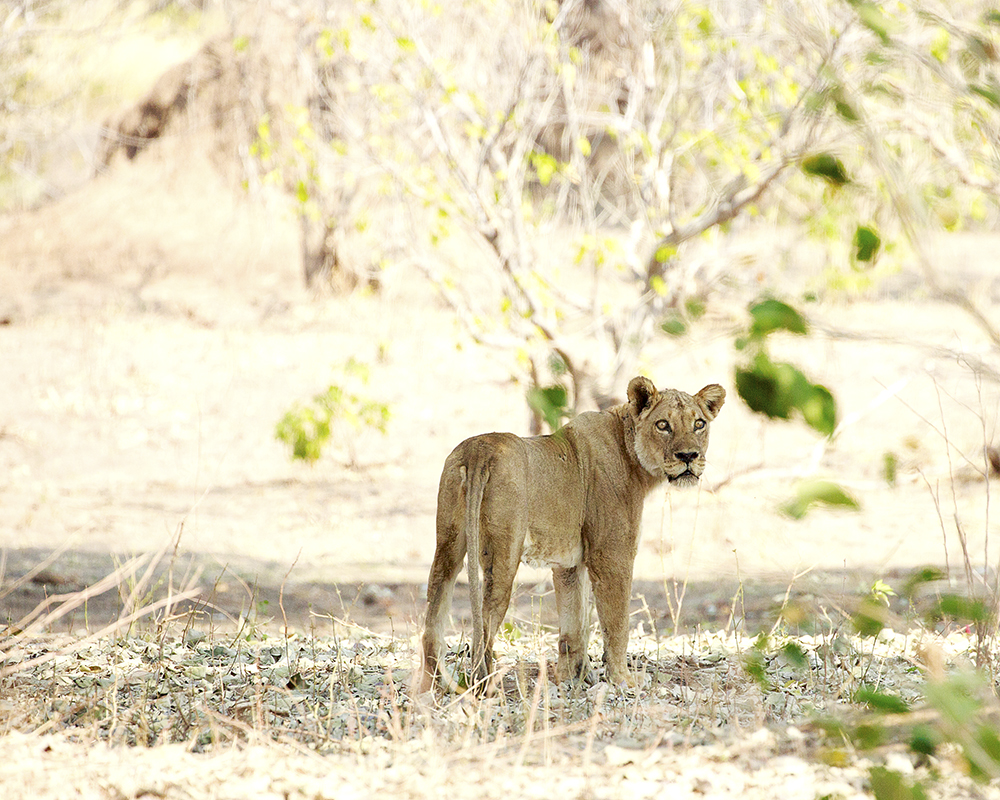 Mangwanani! Mana Pools - Image 57