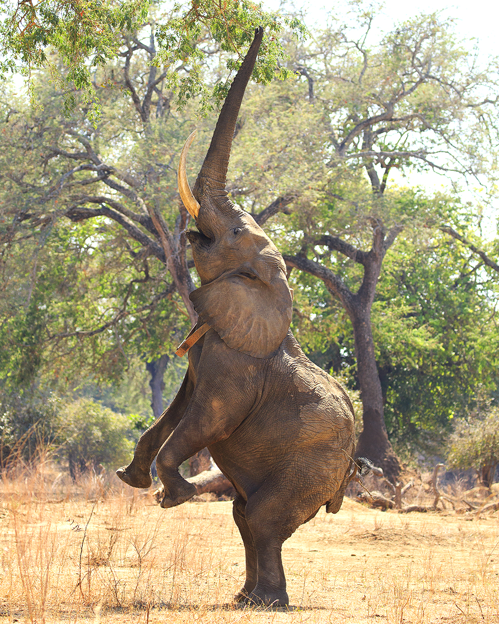 Mangwanani! Mana Pools - Image 6