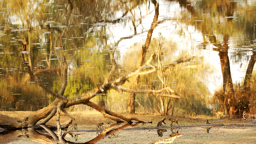 Mangwanani! Mana Pools - Image 66