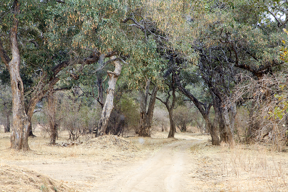 Mangwanani! Mana Pools - Image 67