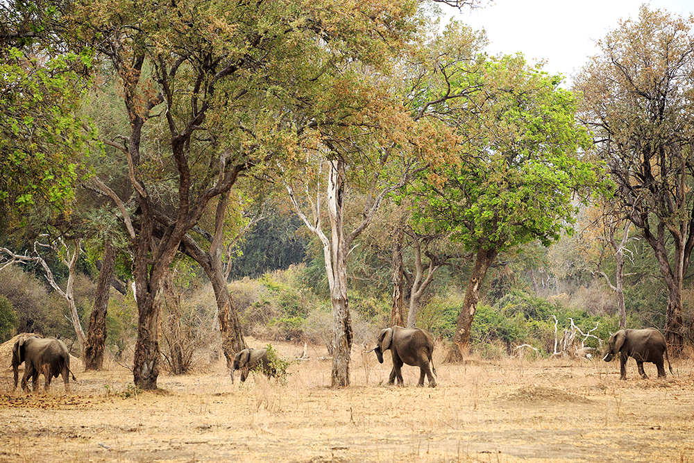 Mangwanani! Mana Pools - Image 69