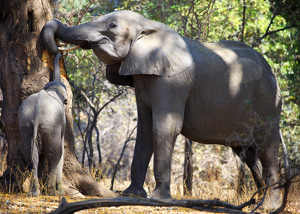 Mangwanani! Mana Pools - Image 7