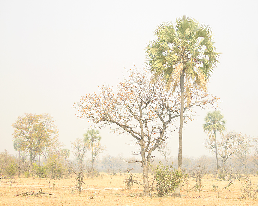 Mangwanani! Mana Pools - Image 70