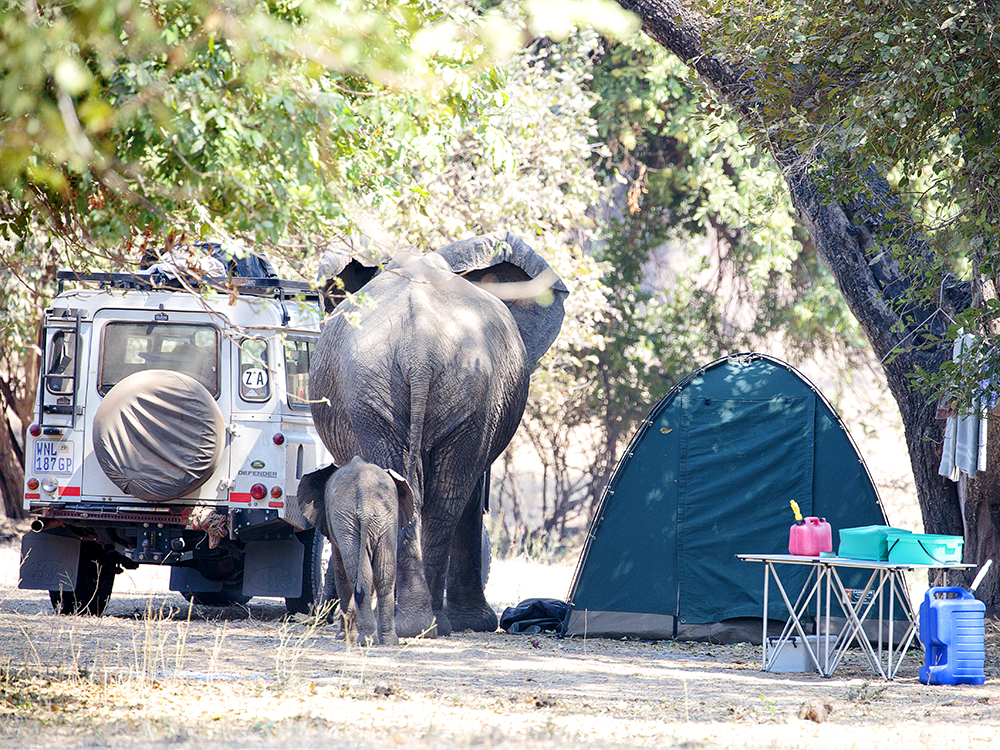 Mangwanani! Mana Pools - Image 71