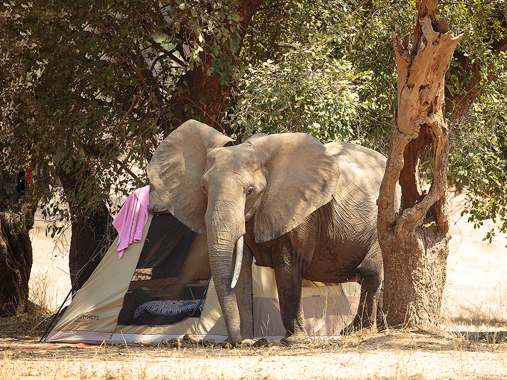 Mangwanani! Mana Pools - Image 72