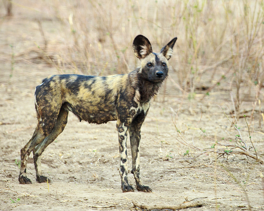 Mangwanani! Mana Pools - Image 8