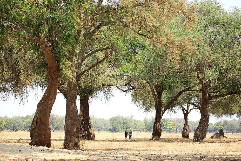 Mangwanani! Mana Pools - Image 83