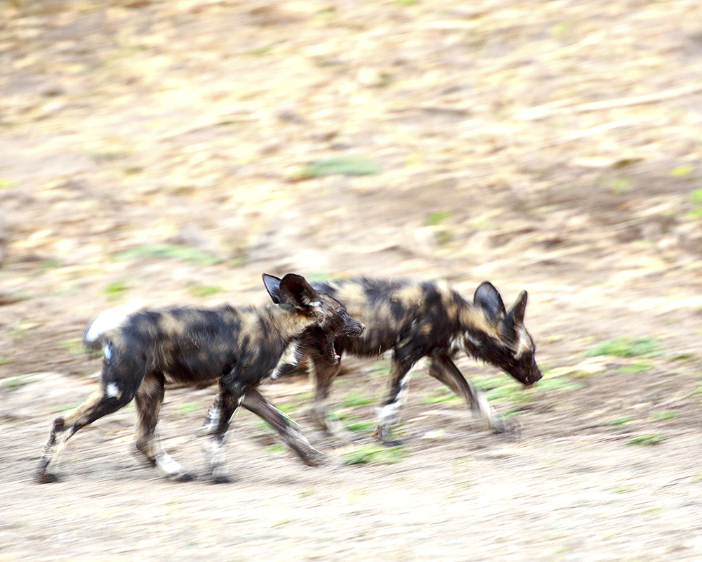 Mangwanani! Mana Pools - Image 9
