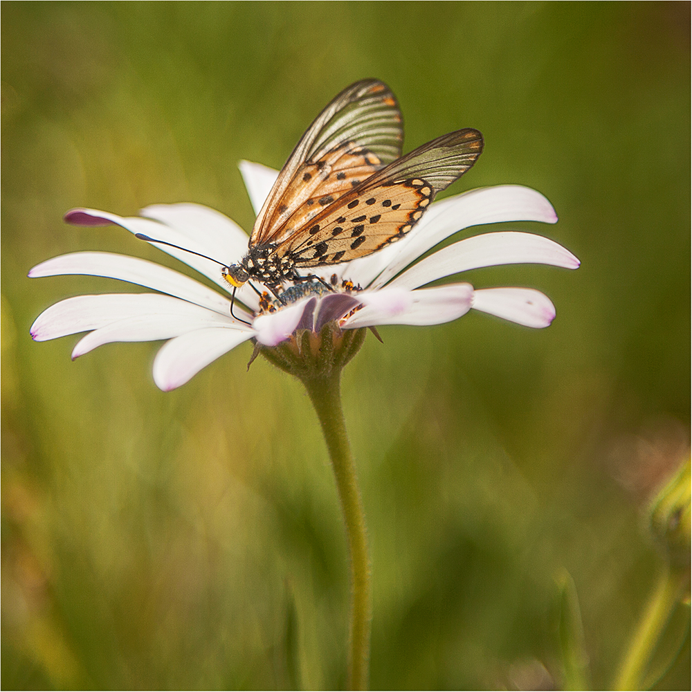 Marching Orders - Image 17