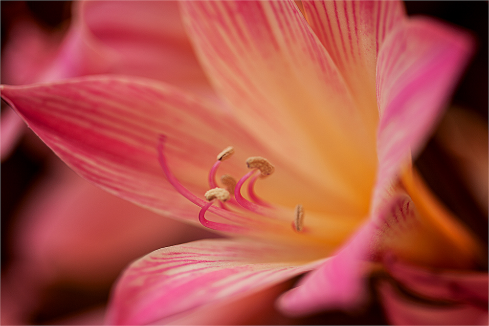 Marching Orders - Image 23