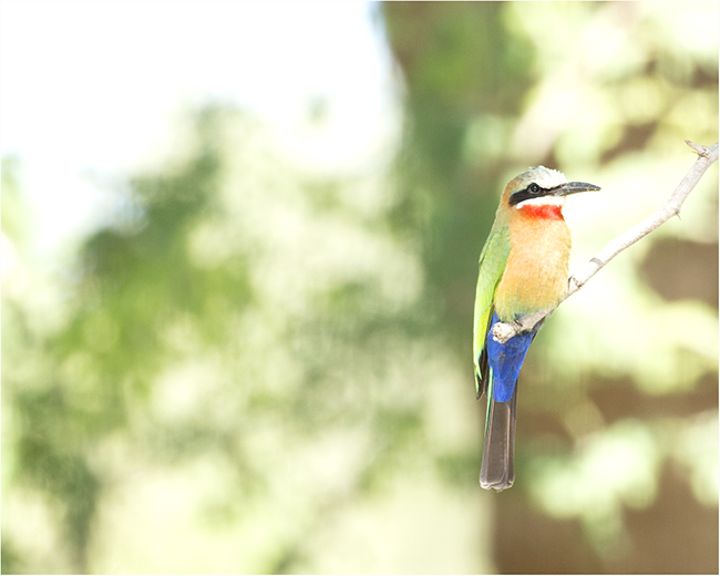 Meanderings During The Merry Month Of May - Image 13