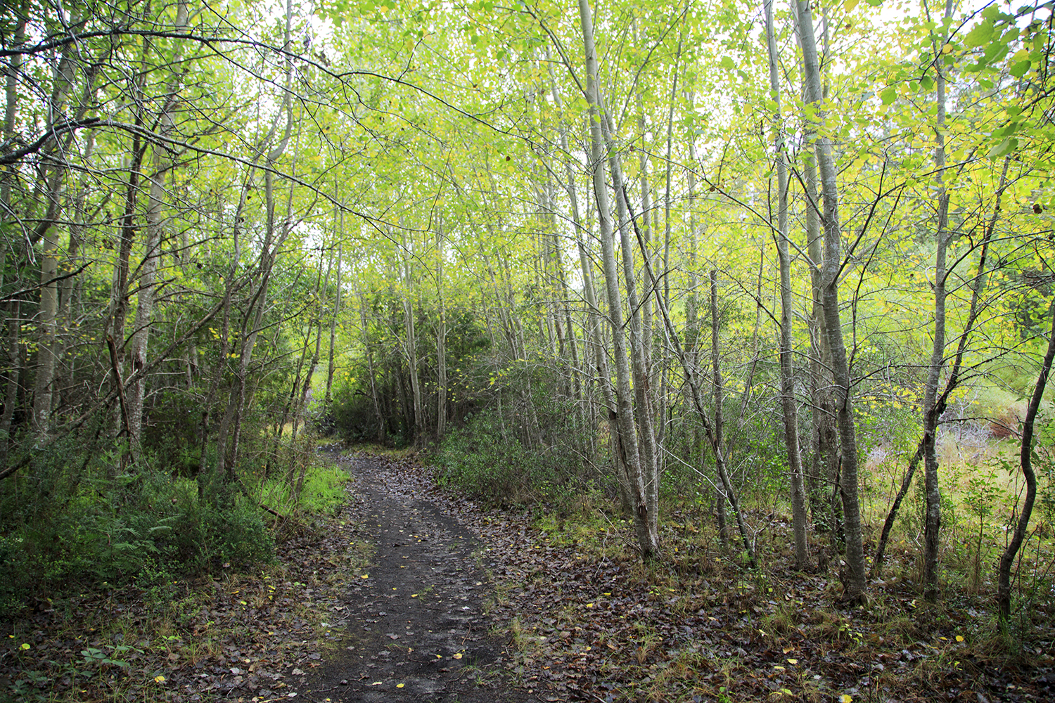 New Hats And Old Bats - Hiking The Whale Trail - Image 13