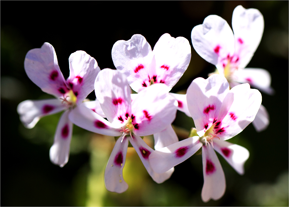 Fernkloof garden geranium