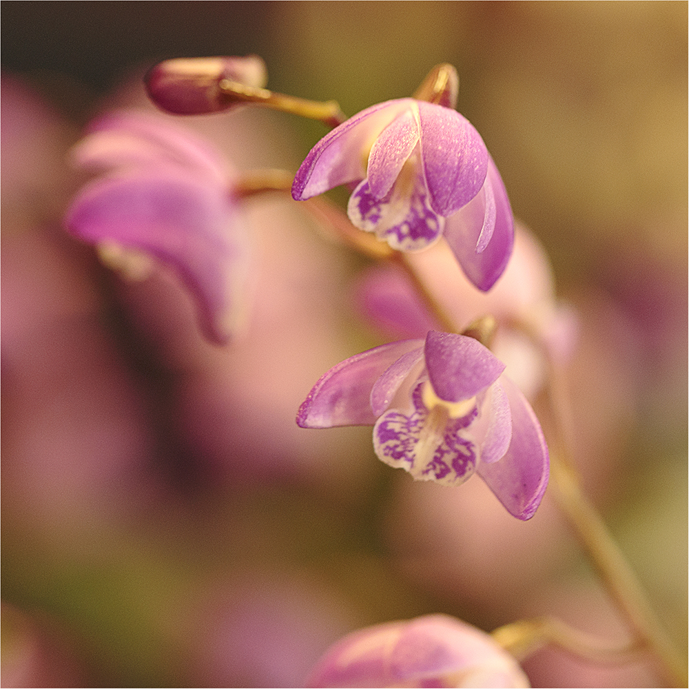 orchid