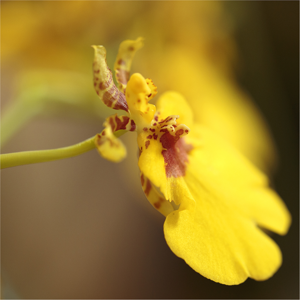 yello orchid