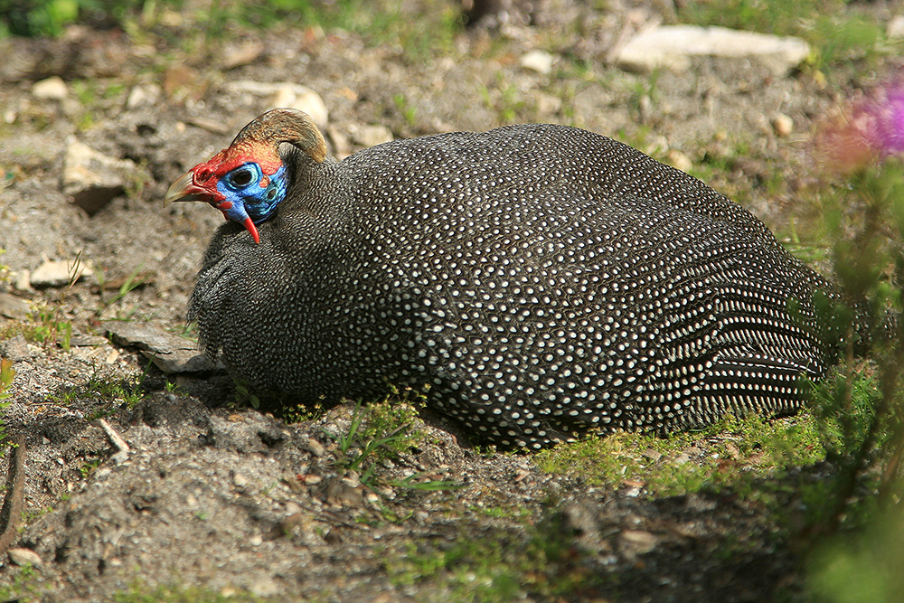 Fernkloof garden guinea fowl on eggs