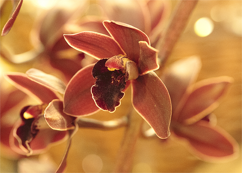 orchid