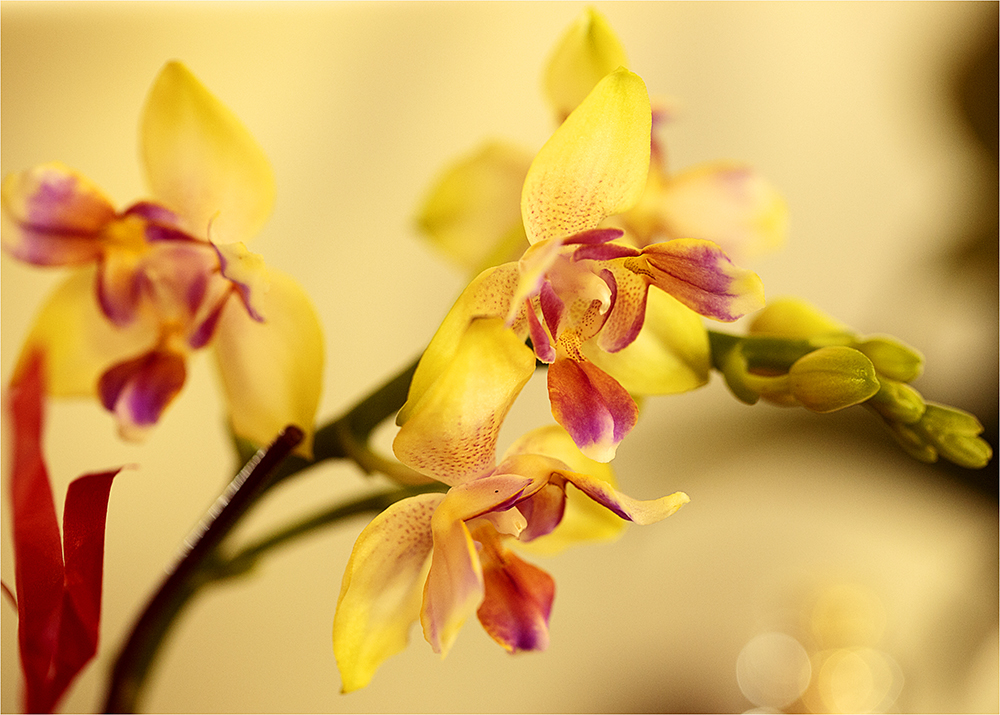 winning orchid