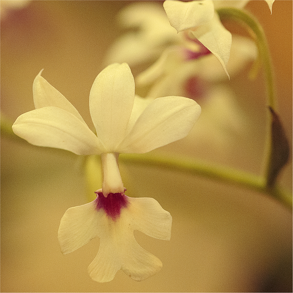 pure white