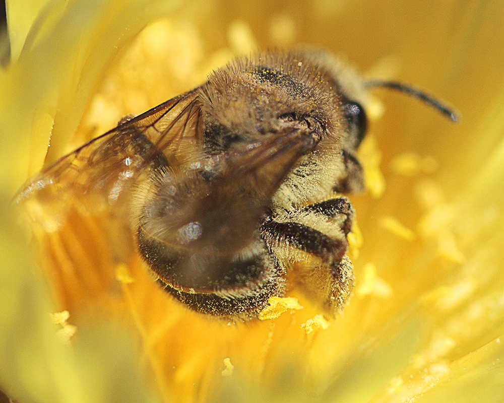 busy little bee collecting nectar