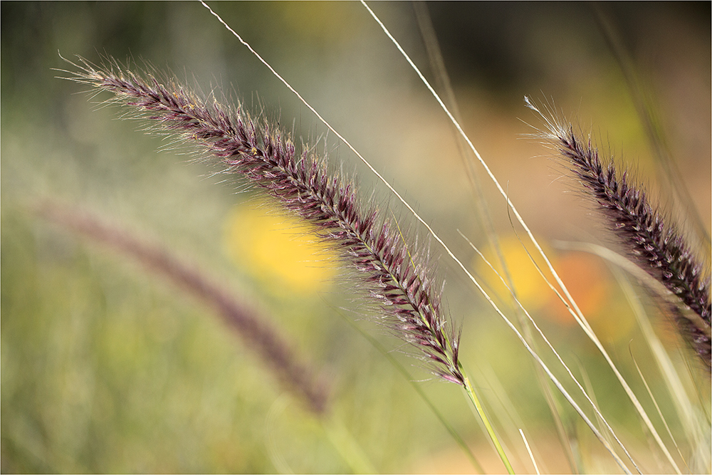 Fernkloof garden grasses