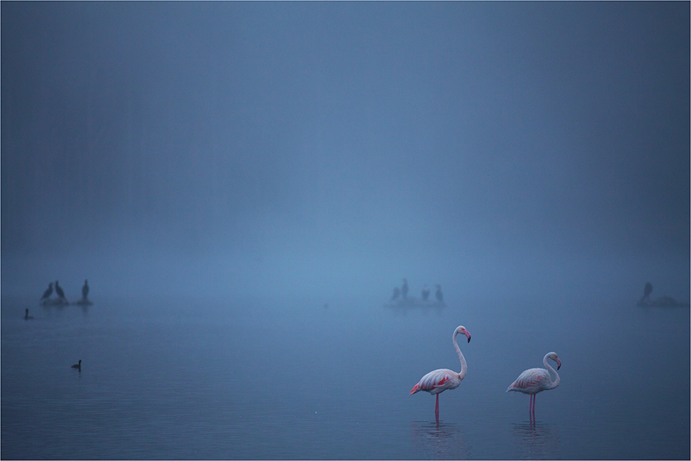 Panning Flamingoes At Sunset