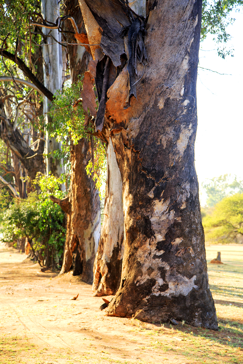 Roadtripping From Our Southern Shores to The Mighty Zambezi - Image 15